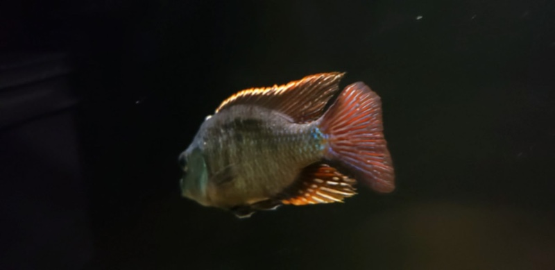 Otopharynx tetrastigma